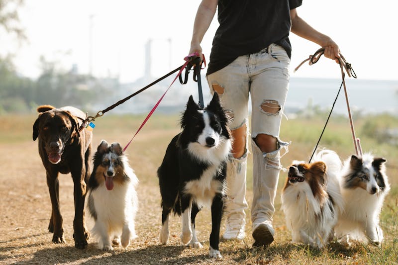 Empapadores para perros Irun