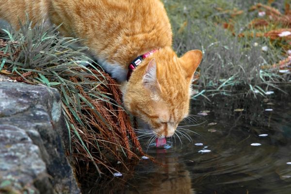 Fuente de agua gatos Irún - foto 2