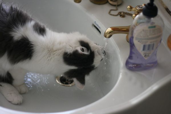 Fuente de agua gatos Irún - foto 3
