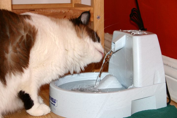 Fuente de agua gatos Irún