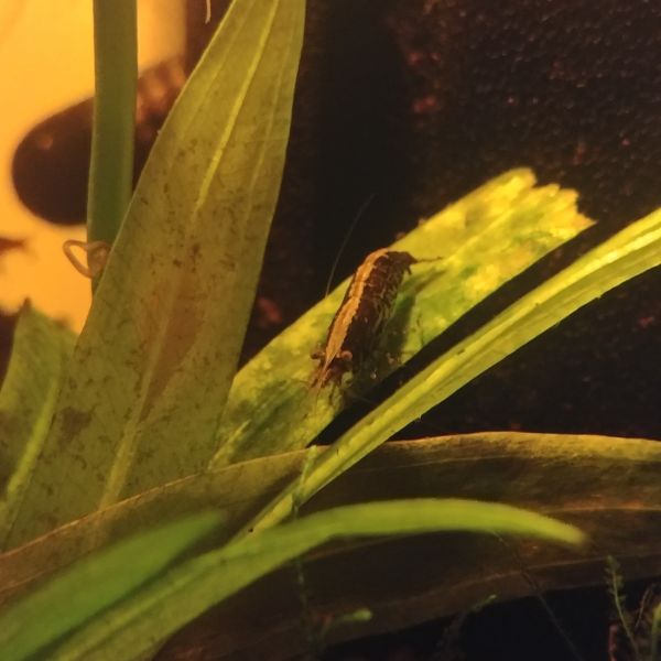 Gambas de acuario Irún - foto 2