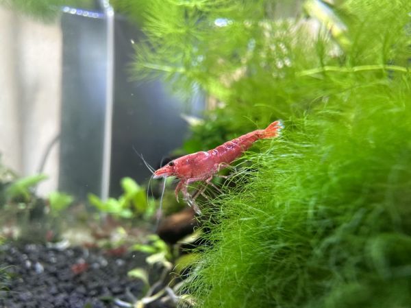 Gambas de acuario Irún - foto 3