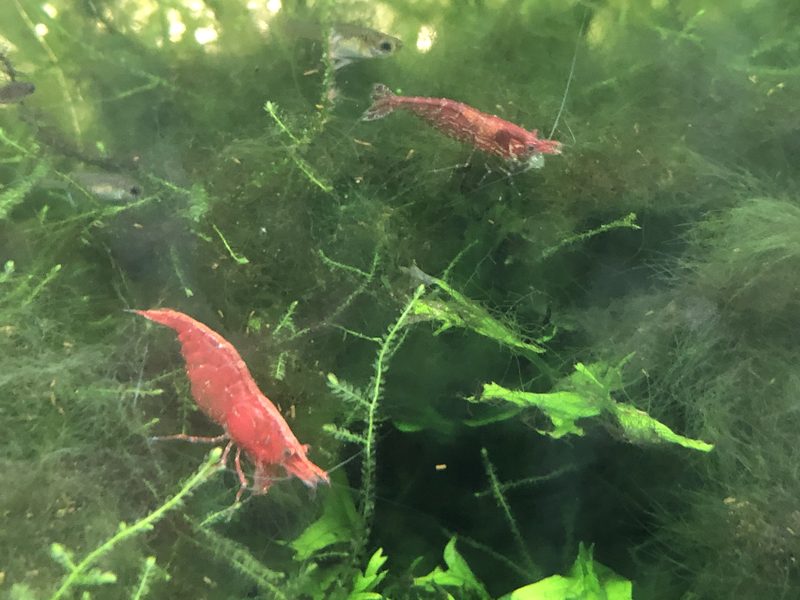 Gambas de acuario Irun