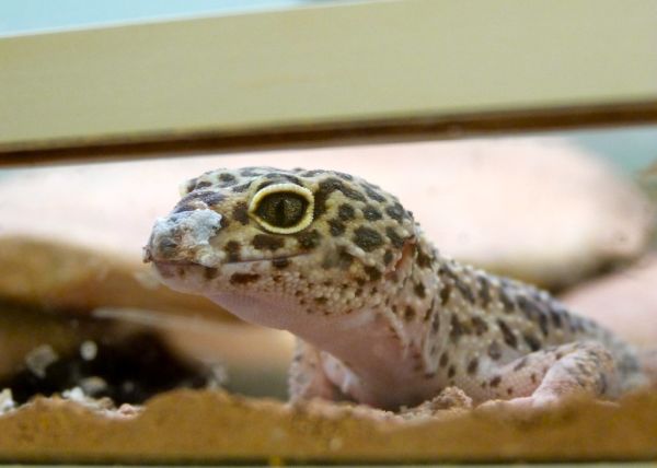 Cucarachas para reptiles Irún - foto 2