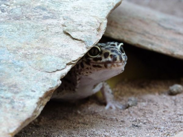 Cucarachas para reptiles Irún - foto 3