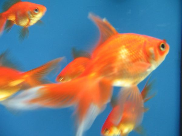 Peces de agua fria Irún - foto 2