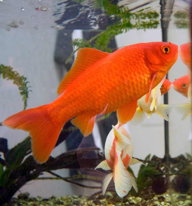 Comida peces agua fria Irun