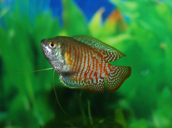 Gourami pez tropical Irún - foto 2