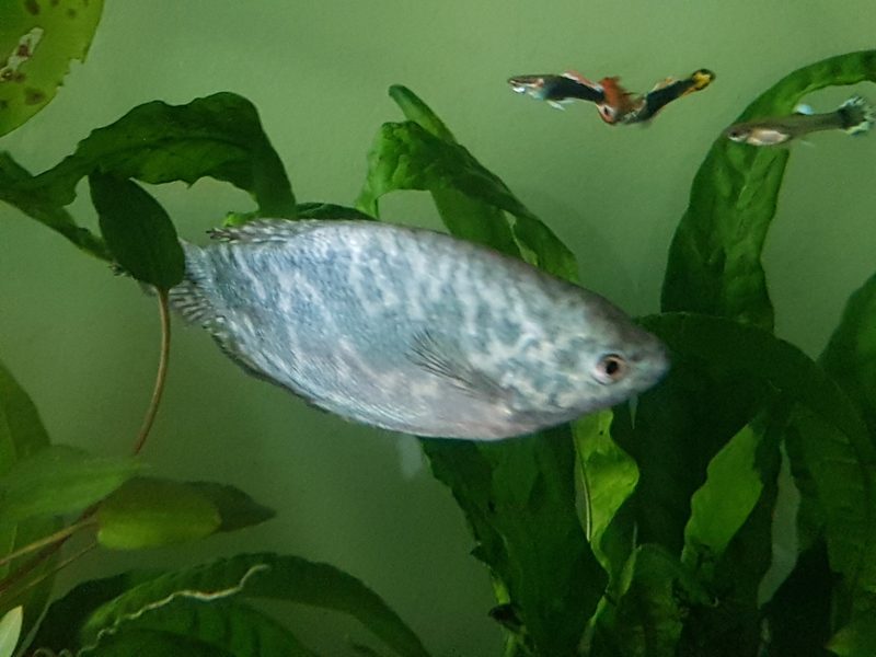 Gourami pez tropical Irun