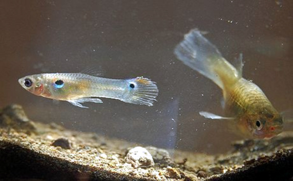 Guppy pez tropical Irun