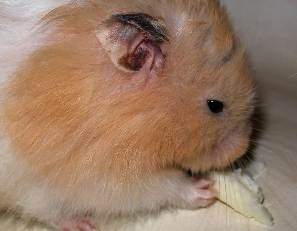 Hamster dorado Irún - foto 2