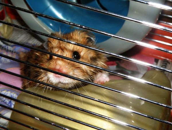 Hamster dorado Irún - foto 3