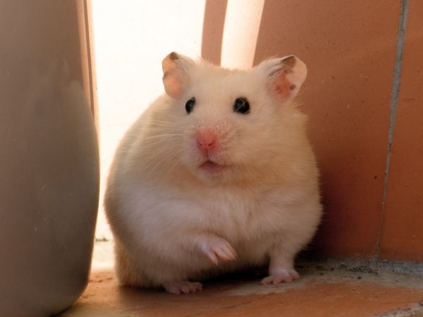 Arnes para hamster Irún - foto 2