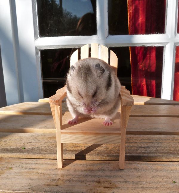 Arnes para hamster Irún - foto 3