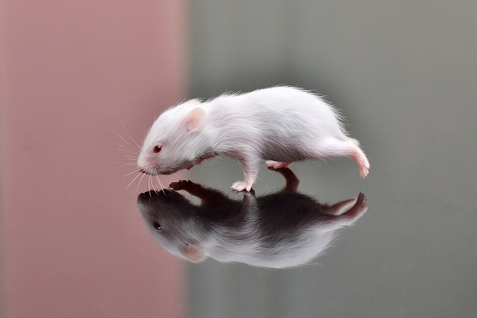 Nido para hamster Irún
