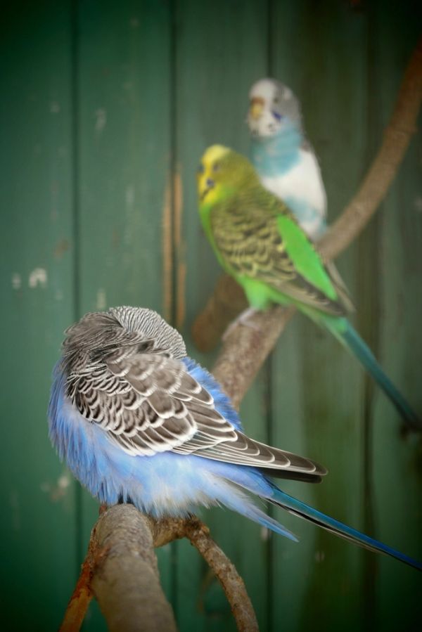 Jaula para aves Irún - foto 3