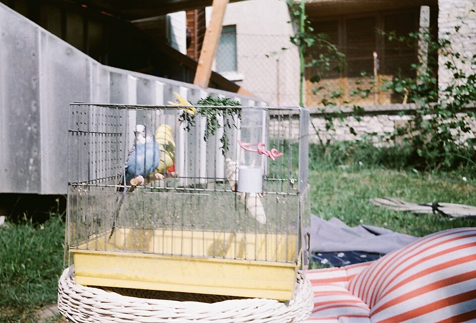 Arnes para aves Irún