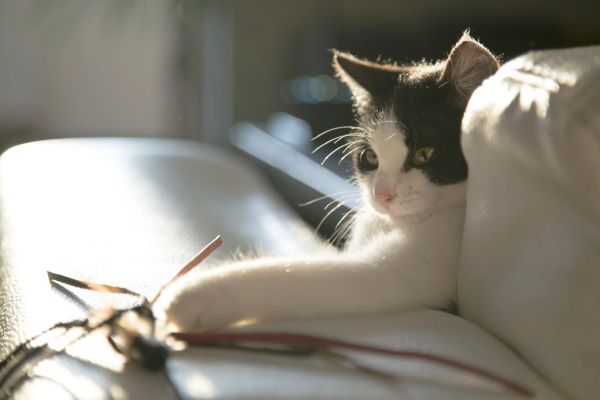 Juguetes para gatos Irún - foto 2
