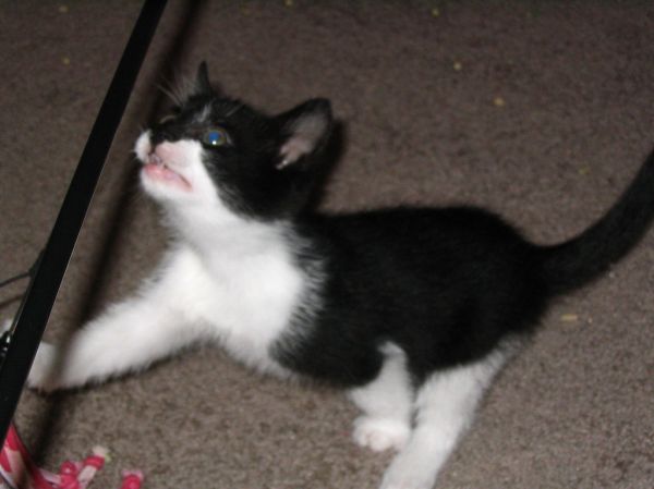 Juguetes para gatos Irún - foto 3