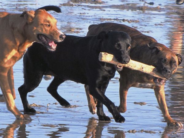 Juguetes para perros Irún - foto 3