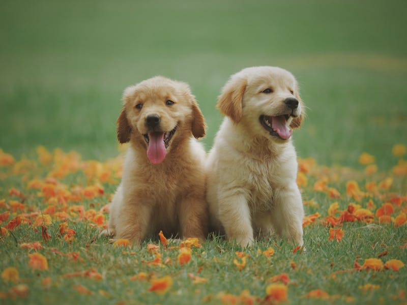 Pelotas para perros Irun