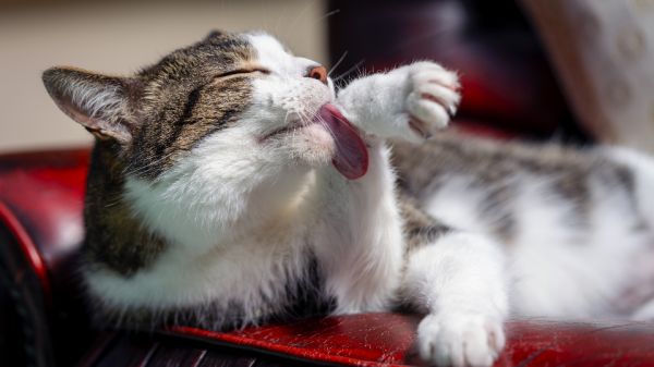 Suplementos para gatos Irún - foto 2