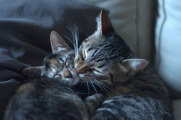 Suplementos para gatos Irún - foto 3
