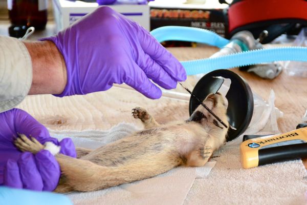Desparasitante para perros Irún - foto 2