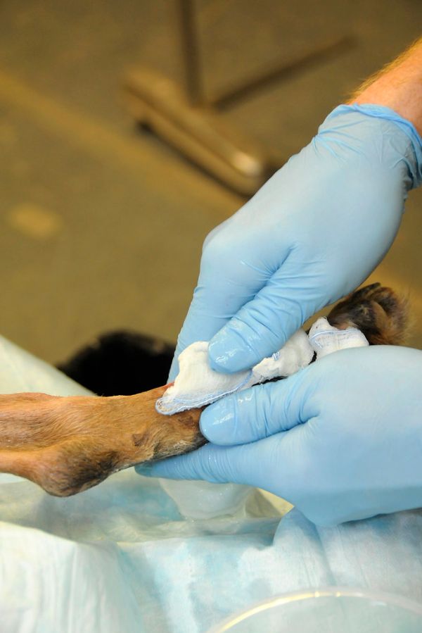 Desparasitante para perros Irún - foto 3