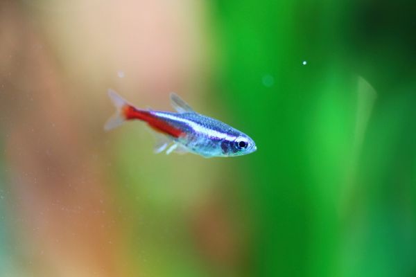 Neon tetra acuario Irún - foto 3