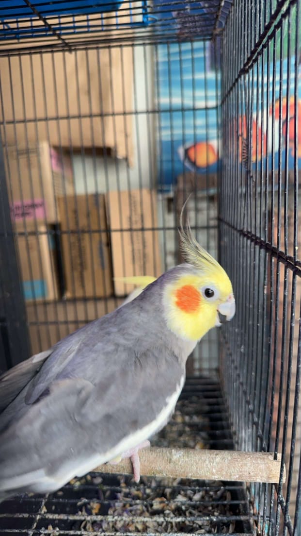 Ninfa cacatua enana Irún