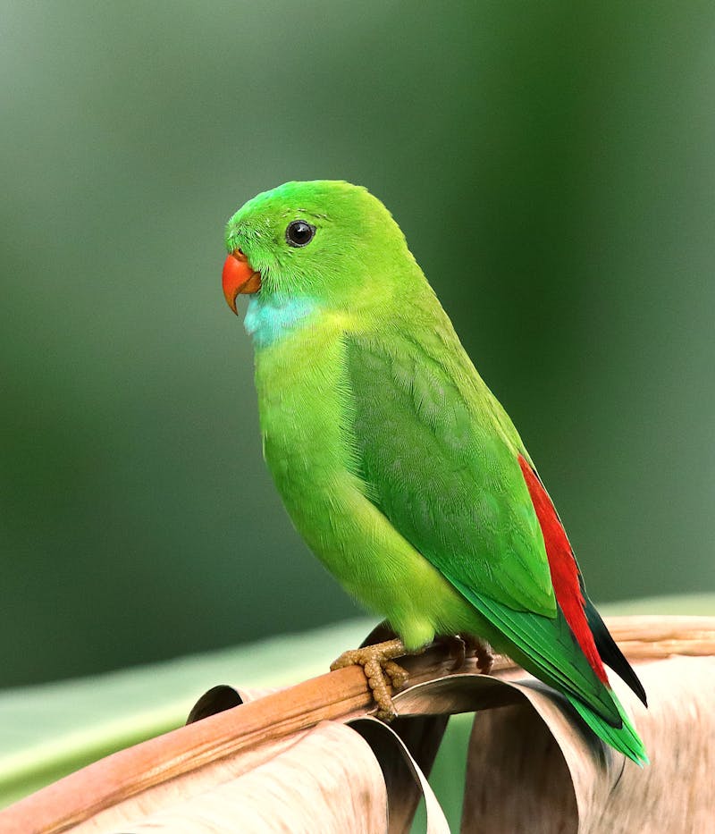 Ninfa cacatua enana Irun