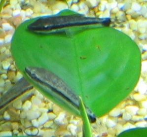 Otocinclus limpiador Irun
