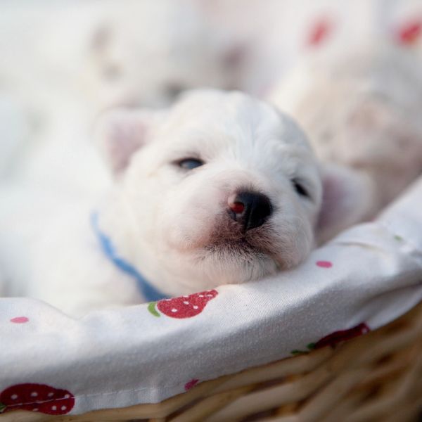 Empapadores para cachorros Irún - foto 2