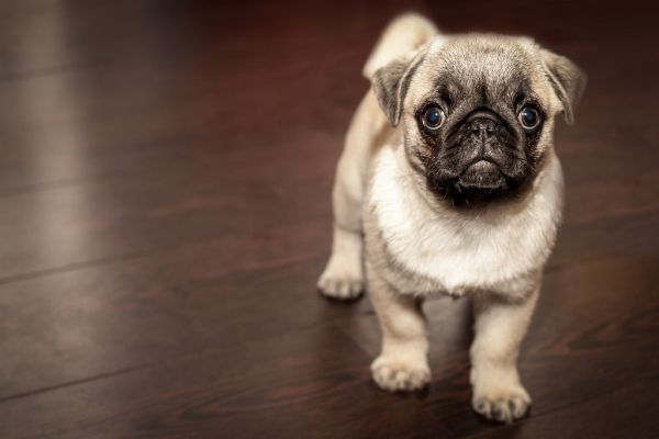 Empapadores para cachorros Irún - foto 3