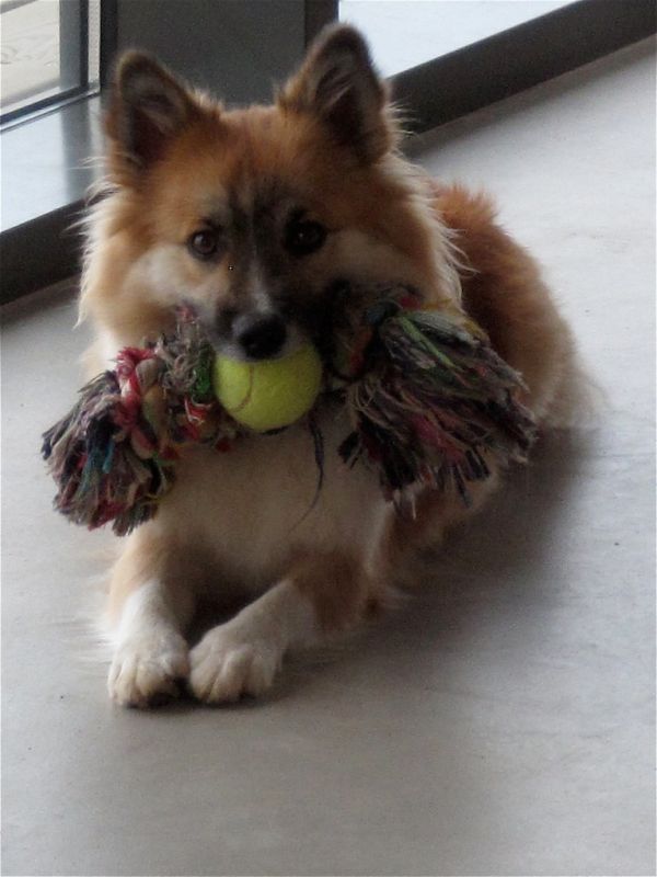 Pelotas para perros Irún - foto 2