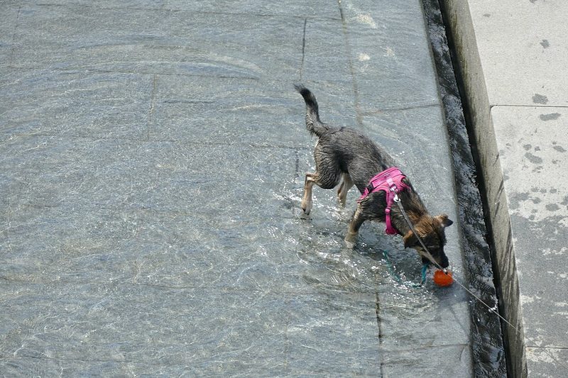 Pelotas para perros Irún