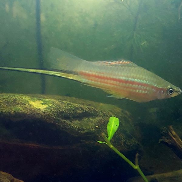 Pez espada acuario Irún - foto 3