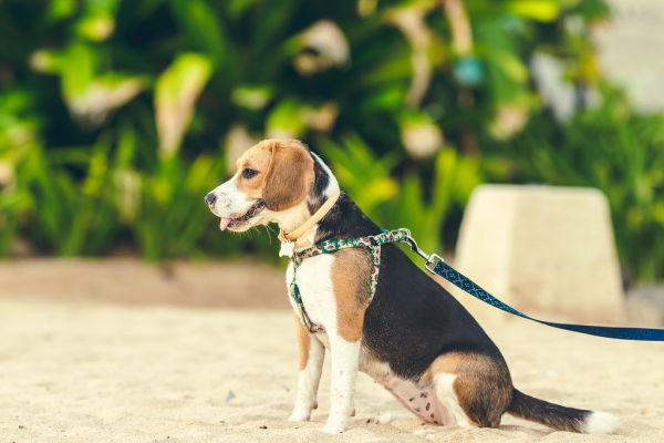 Pienso para cachorros en Irún - foto 2