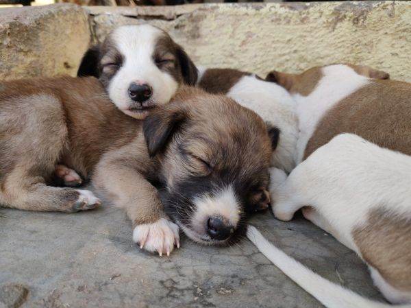Pienso para cachorros en Irún - foto 3
