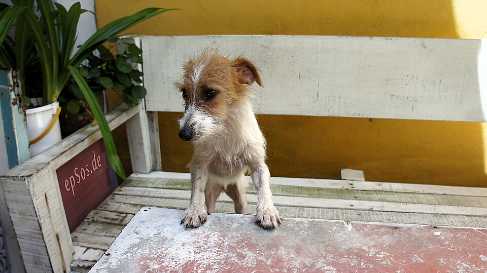 Pienso para cachorros en Irún