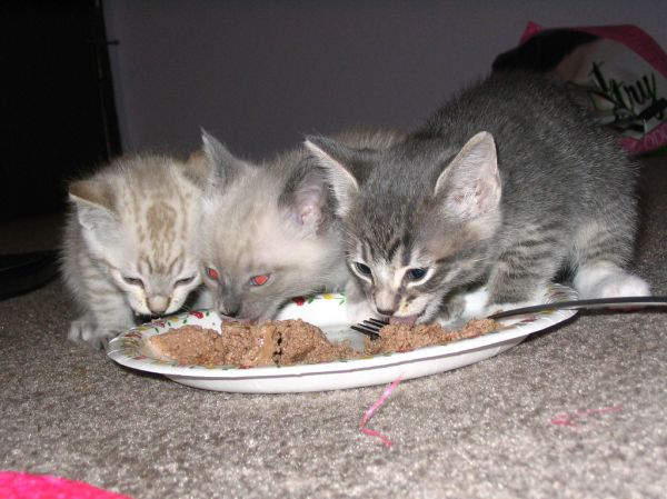 Leche maternizada gatitos Irún - foto 2