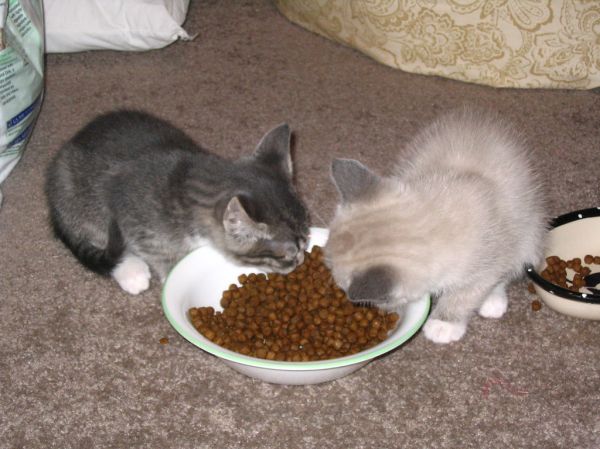 Leche maternizada gatitos Irún - foto 3