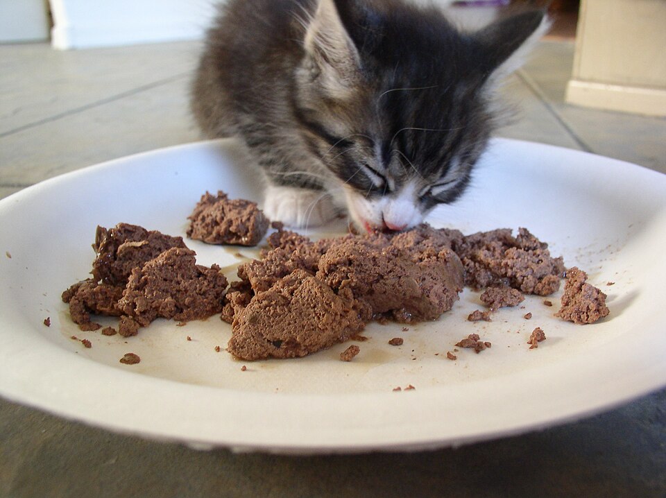 Leche maternizada gatitos Irún
