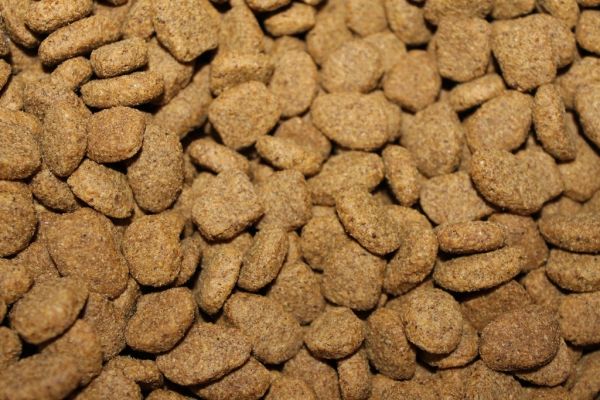 Pienso seco para perros en Irún - foto 2