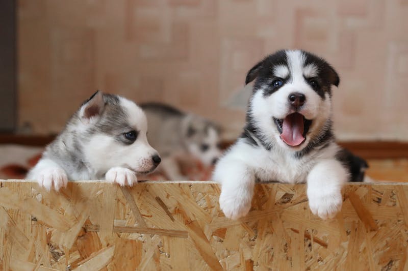 Pienso light para perros Irun