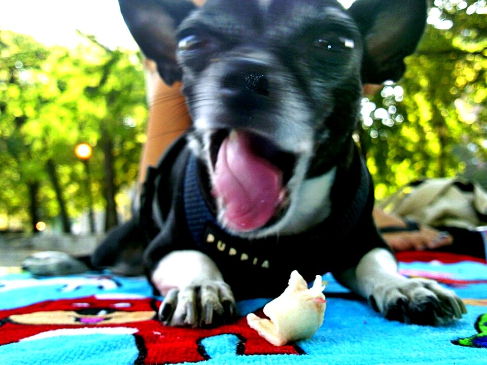 Pienso razas pequeñas en Amaita Mascotas Irún