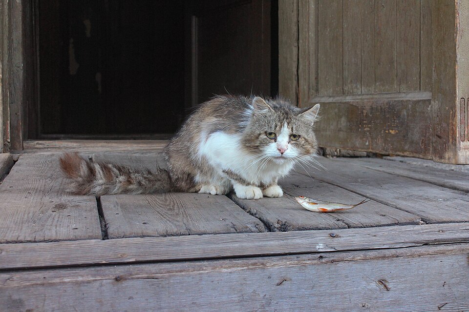 Pienso para gatos adultos en Amaita Mascotas Irún