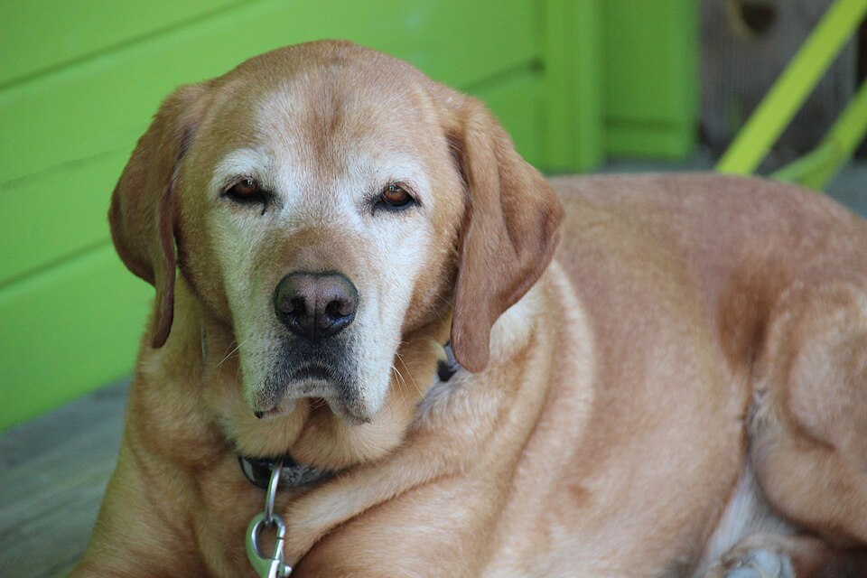Pienso senior perros Irún