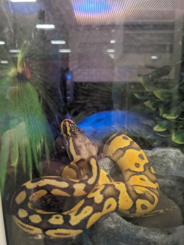 Ratones para reptiles Irún - foto 2
